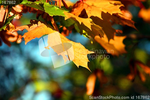 Image of leaves, autumn