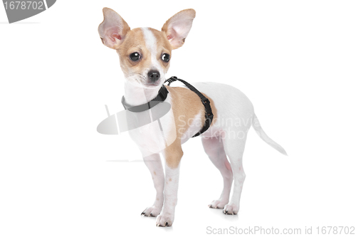 Image of Short haired chihuahua