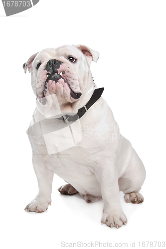 Image of English Bulldog