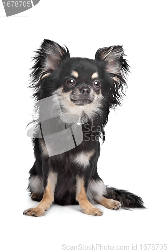 Image of long haired chihuahua