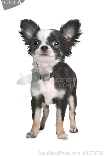 Image of Long haired chihuahua puppy