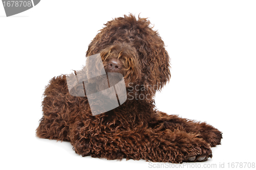 Image of Brown Labradoodle