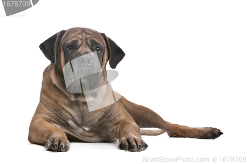 Image of Boerboel