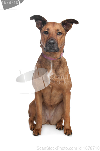 Image of mixed breed dog