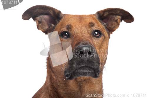 Image of mixed breed dog