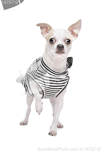 Image of dressed chihuahua