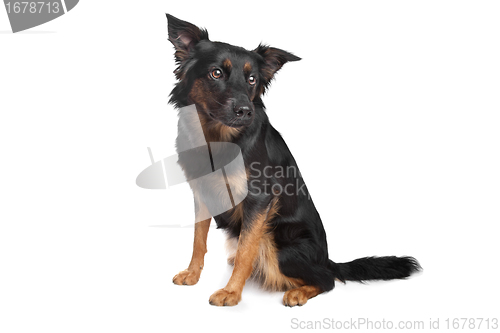 Image of mixed breed dog