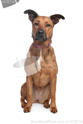 Image of mixed breed dog