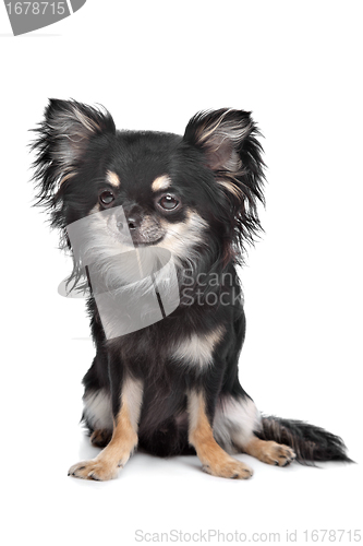 Image of long haired chihuahua