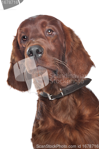 Image of Irish setter