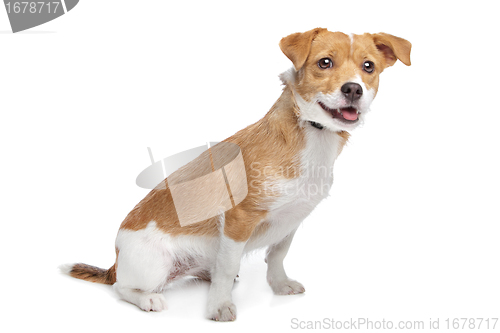 Image of mixed breed dog