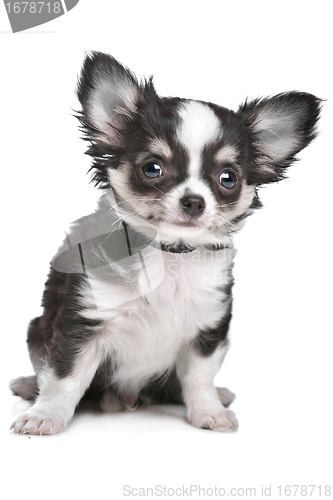 Image of Long haired chihuahua puppy