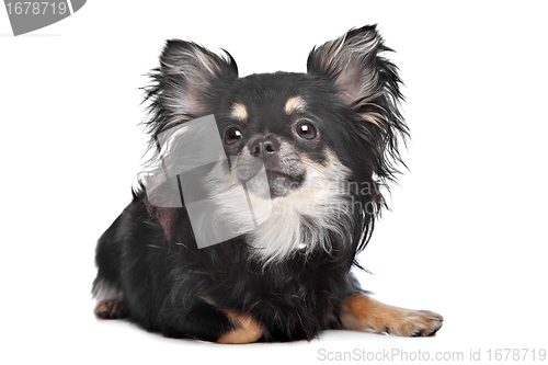Image of long haired chihuahua
