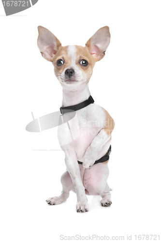 Image of Short haired chihuahua