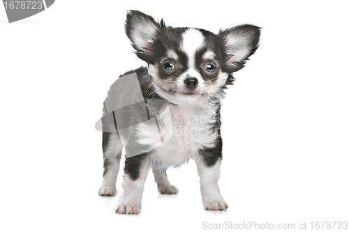 Image of Long haired chihuahua puppy