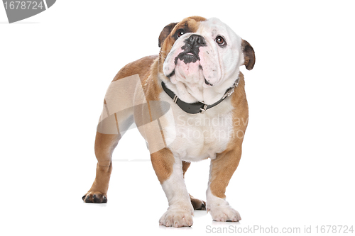 Image of English Bulldog