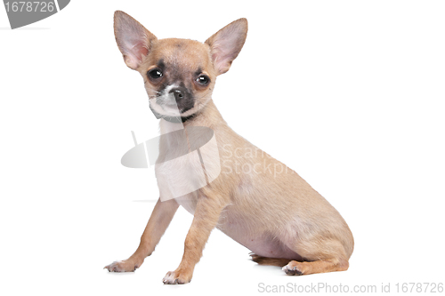 Image of short haired chihuahua