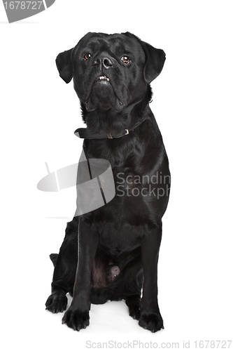 Image of black mixed breed dog