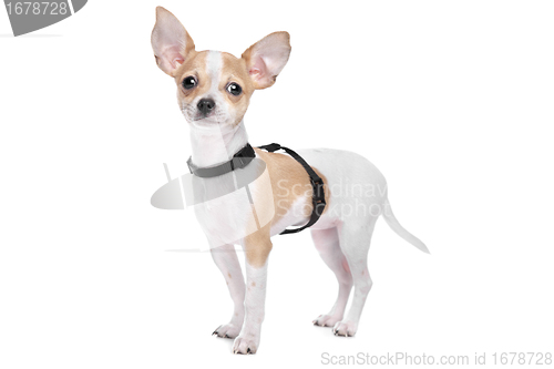 Image of Short haired chihuahua