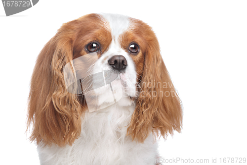 Image of Cavalier King Charles Spaniel Blenheim