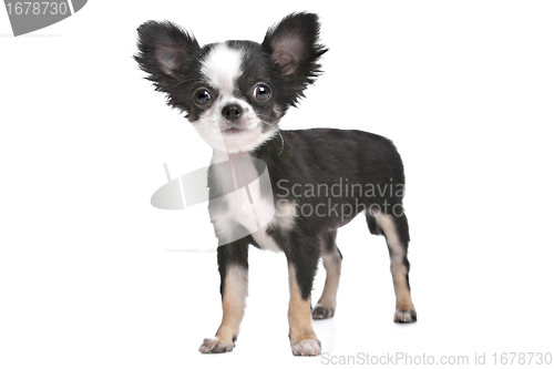 Image of Long haired chihuahua puppy