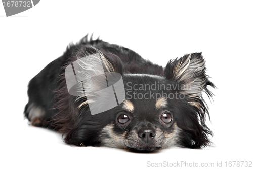 Image of long haired chihuahua
