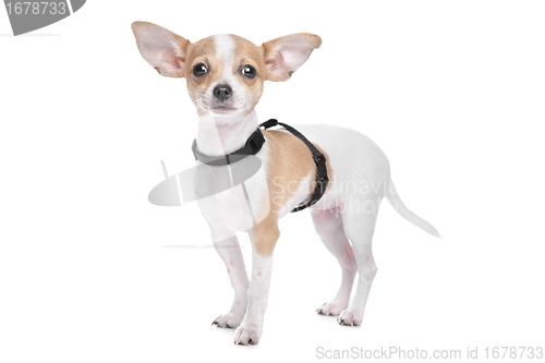 Image of Short haired chihuahua