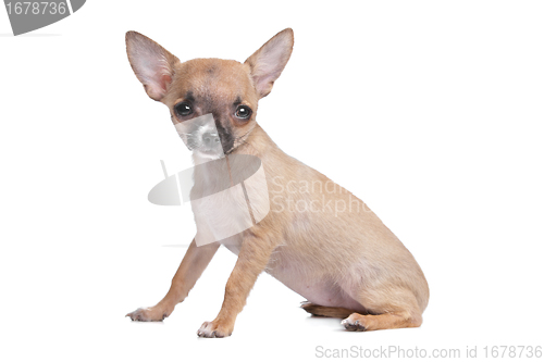 Image of short haired chihuahua
