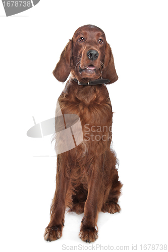 Image of Irish setter
