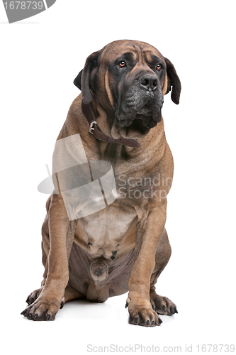 Image of Boerboel