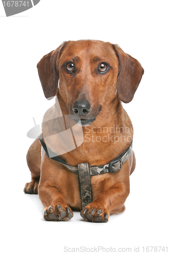 Image of Dachshund