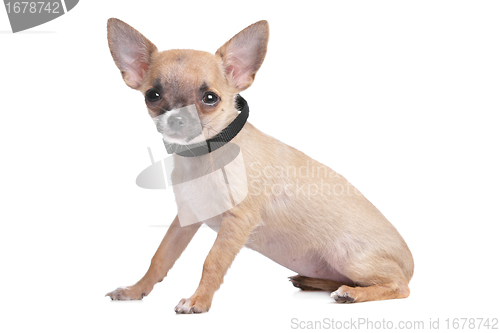 Image of short haired chihuahua