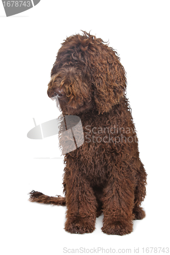 Image of Brown Labradoodle