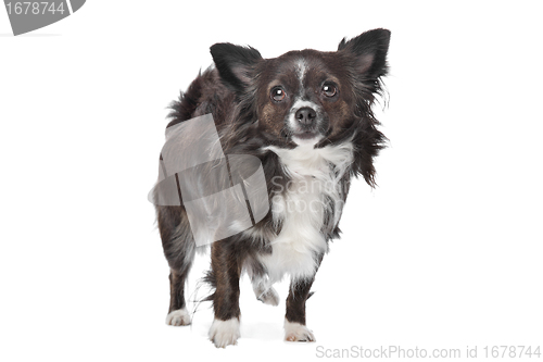 Image of long haired chihuahua