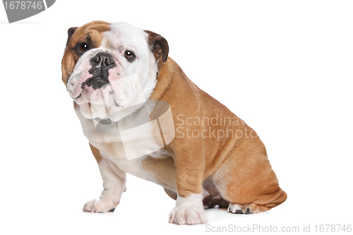 Image of English Bulldog