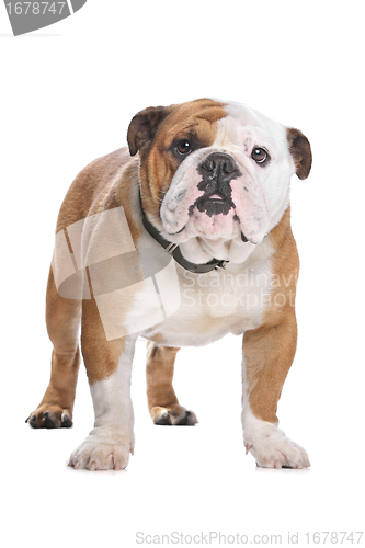 Image of English Bulldog