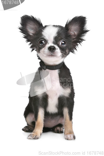 Image of Long haired chihuahua puppy