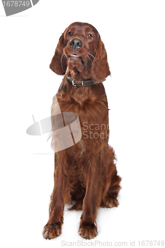 Image of Irish setter