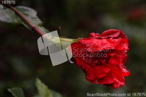 Image of the ecuadorian flower