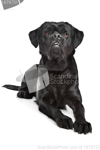 Image of black mixed breed dog