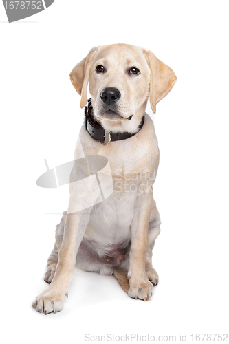 Image of yellow Labrador