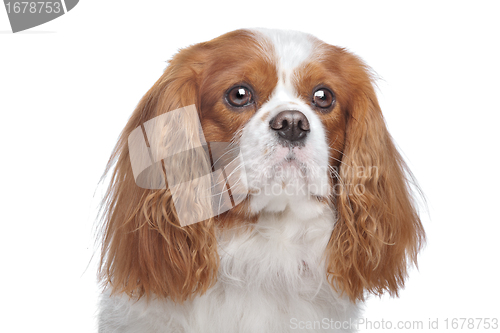 Image of Cavalier King Charles Spaniel Blenheim
