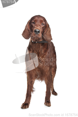 Image of Irish setter