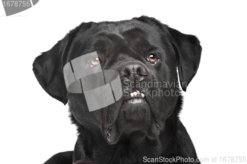 Image of black mixed breed dog