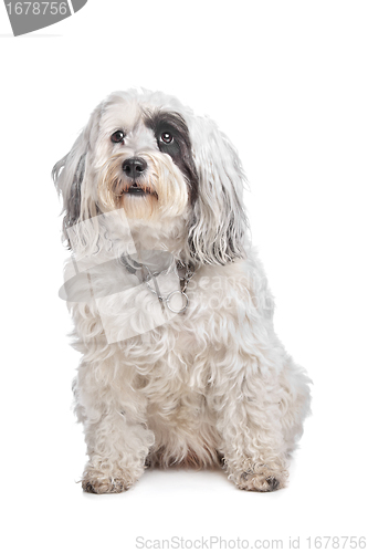 Image of Tibetan Terrier