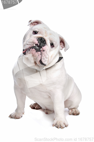 Image of English Bulldog
