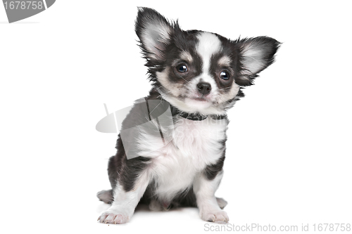 Image of Long haired chihuahua puppy