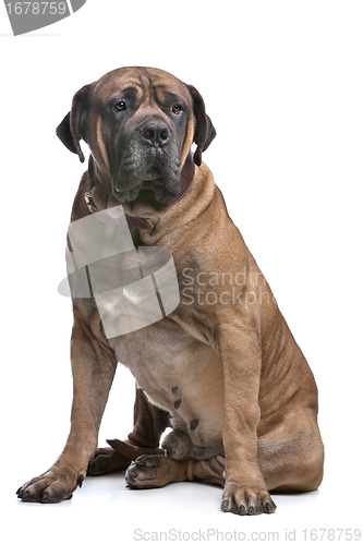 Image of Boerboel