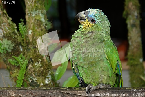 Image of the parrot