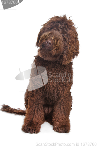 Image of Brown Labradoodle